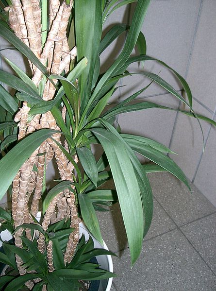 File:Cordyline stricta3.jpg