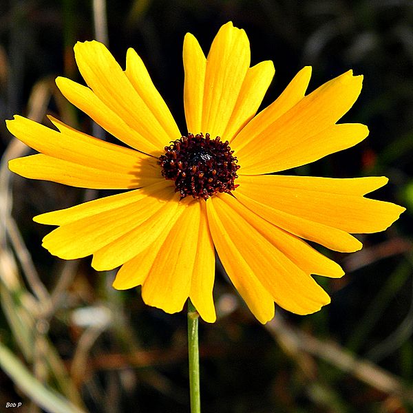 File:Coreopsis floridana (Florida tickseed) (8240005185).jpg