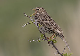 File:Corn bunting - Emberiza calandra 09.jpg - Wikimedia Commons