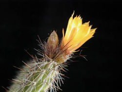 Corryocactus squarrosus1MT.jpg