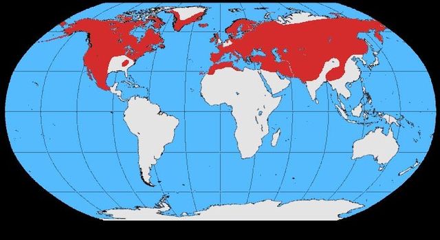Poblacións de Corvus corax en o mundo