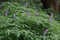 Corydalis scouleri