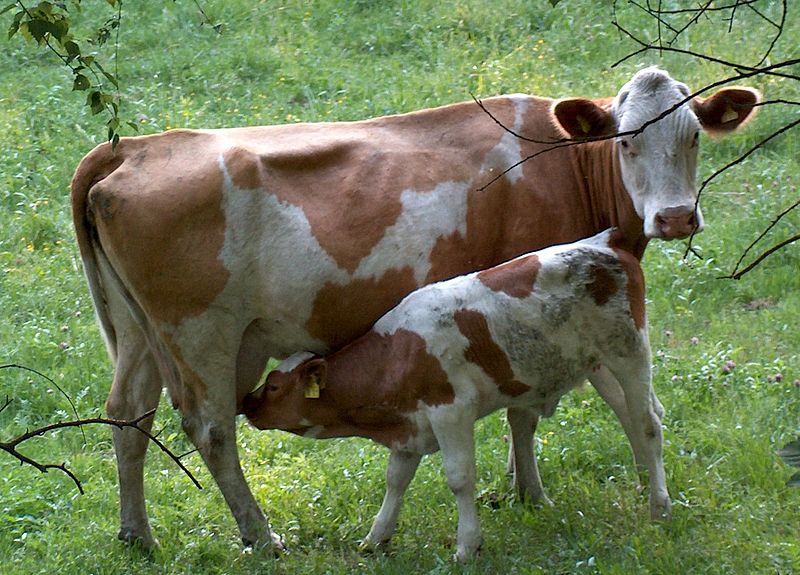 ファイル:Cow and calf.jpg