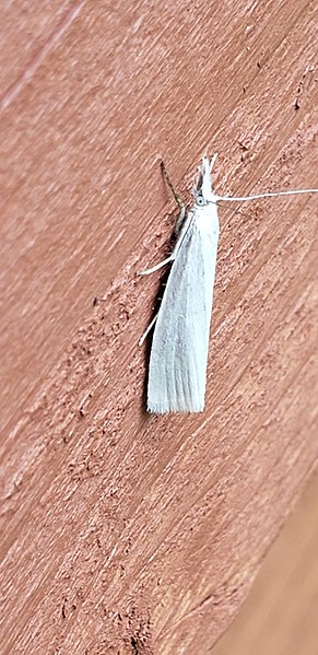 File:Crambus perlella 145522594.jpg