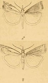 <i>Crambus uliginosellus</i> species of insect