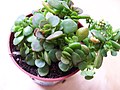 Miniatura per Crassula radicans