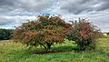 Same trees from opposite side in September