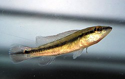 Crenicichla scottii.