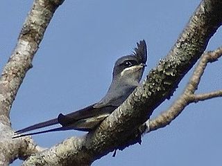 <span class="mw-page-title-main">Treeswift</span> Family of birds