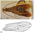 Thumbnail for Dysoneuridae