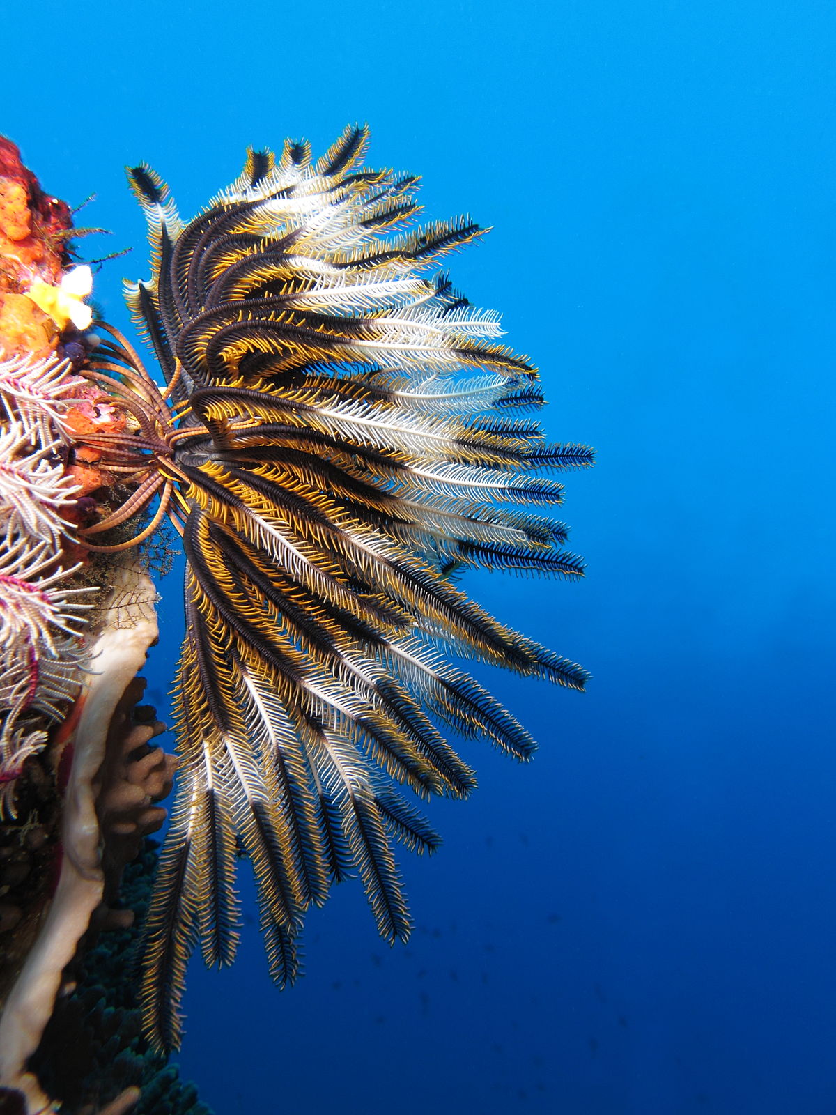 phylum echinodermata