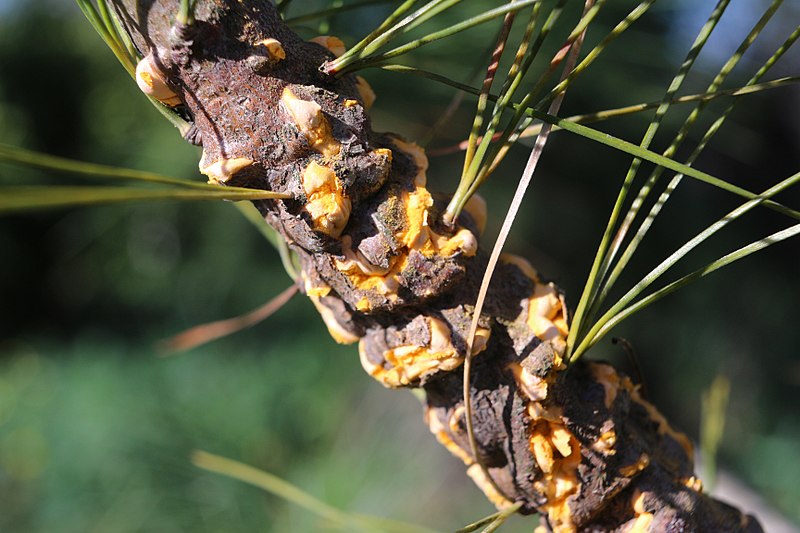 File:Cronartium ribicola on Pinus strobus abrimaal2013.jpg