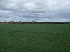 Crop field near Shenstone - geograph.org.uk - 3419557.jpg