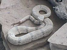 rock rattlesnake