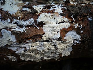 <i>Crustomyces</i> Genus of fungi