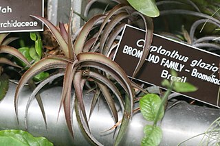 <i>Hoplocryptanthus</i>