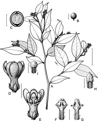 <i>Cryptocarya dorrigoensis</i> Species of plant in the family Lauraceae