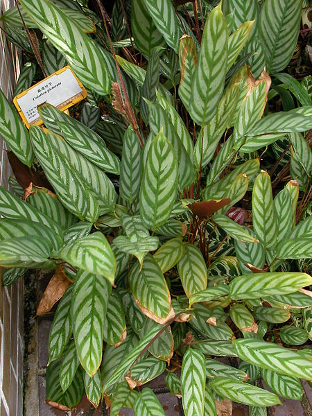 File:Ctenanthe setosa.jpg