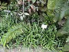 Cycas taitungensis - Botanischer Garten München-Nymphenburg - DSC08073.JPG
