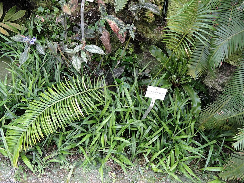 File:Cycas taitungensis - Botanischer Garten München-Nymphenburg - DSC08073.JPG