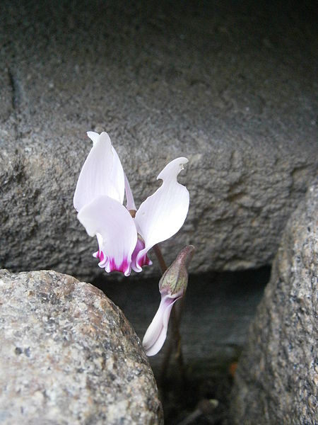 File:Cyclamen hederifolium between paving stones2.jpg