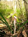 Cymbidium goeringii Fukushima pref., Japan