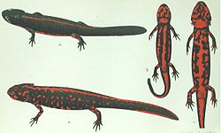 Tritons de Wolterstorff, mâles et femelles, vus sur le côté, et par le ventre. La femelle (en bas, et à droite) est plus grosse, et plus colorée que le mâle. Dessin de 1905, qui accompagnait la première description de l'espèce.