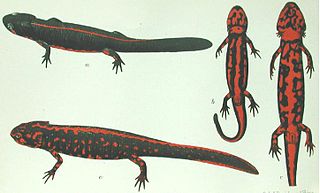 Yunnan lake newt Extinct species of amphibian