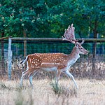 Dülmen, Wildpark -- 2018 -- 3762