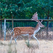 Dülmen, Wildpark -- 2018 -- 3762.jpg