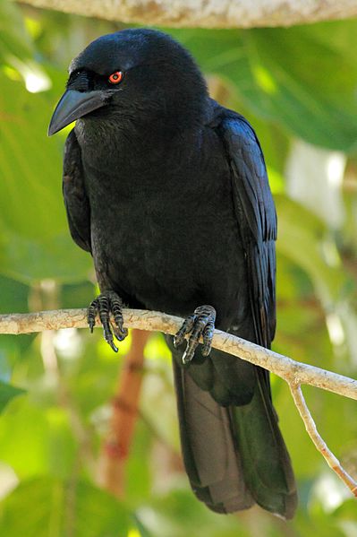 File:DR White-necked Crow ed2 1.JPG