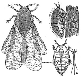 Dactylosphaera vitifolii 1 meyers 1888 v13 p621.png