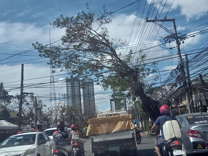 File:Damaged tree (12-24-2021).jpg