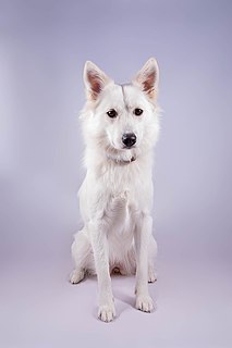 Danish Spitz Dog breed