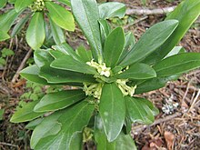 Daphne laureola Daphne Laureole.JPG