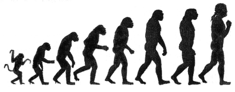 evolution of humans chart