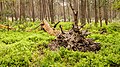 * Nomination Deelerwoud, (the eastern part.) Uprooted dead tree along a forest path. (Stacked photo.) --Agnes Monkelbaan 03:52, 29 May 2024 (UTC) * Promotion  Support Good quality. --XRay 04:04, 29 May 2024 (UTC)