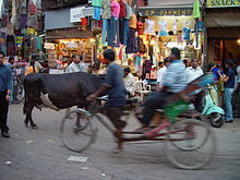 Stray cow on the road in Delhi Delhi velotaxi.jpg