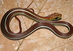 A Dendrelaphis caudolineatus.jpg kép leírása.