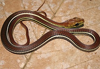 Dendrelaphis caudolineatus