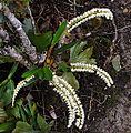 Dendrochilum glumaceum