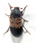 Miniatura para Dermestidae