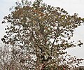 Desi Badam (Terminalia catappa) tree in Kolkata W IMG 2207.jpg