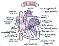 Diagram of the Human Heart.jpg