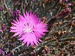 Dianthus gratianopolitanus firewitch.jpg