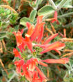 Dicliptera squarrosa (Acanthaceae)