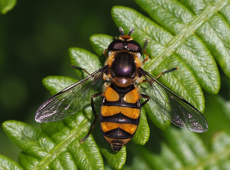 File:Didea fasciata, Quellgebiet der Our, Ostbelgien (44680456151).jpg