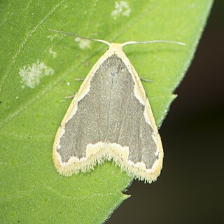 <i>Diduga flavicostata</i> Species of moth