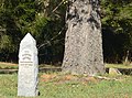 Bole of 'Canadian Giant' beside 1917 date-stone, Avenue of Honour, Digby, Victoria[5]