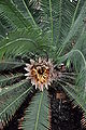 Dioon edule (Zamiaceae) Nationale Plantentuin Meise 10-01-2010 15-38-09.JPG